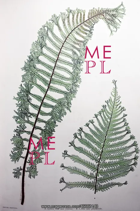 : Oak Fern Plant : Oak Fern Plant
