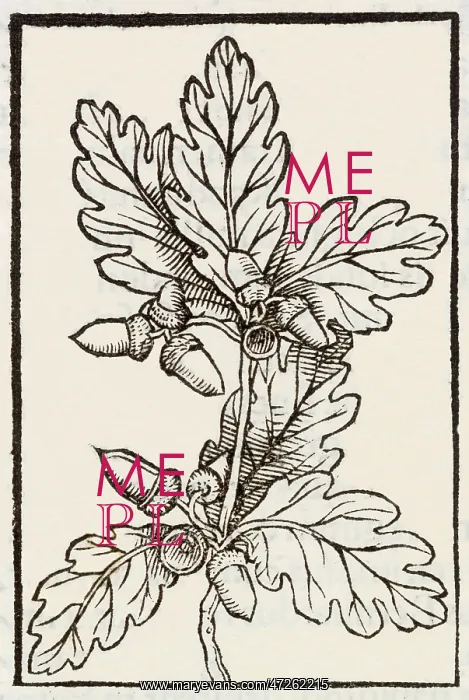  : OAK LEAVES AND ACORNS