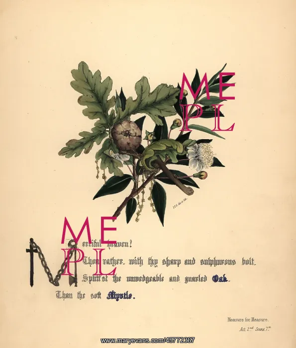 : Oak and Myrtle (Measure for Measure) : Oak and Myrtle (Measure for Measure)