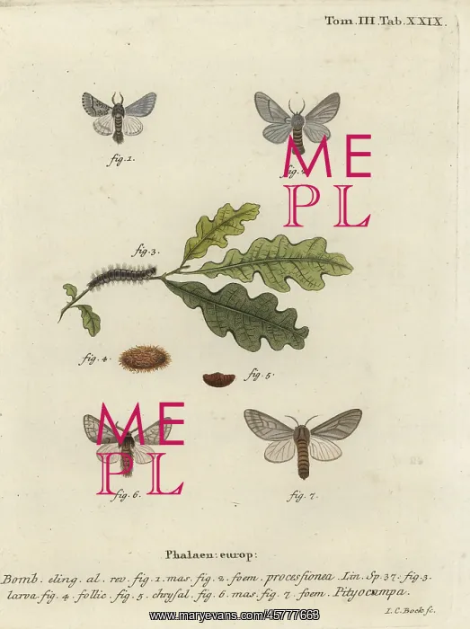 : Oak processionary moth, Thaumetopoea processionea : Oak processionary moth, Thaumetopoea processionea