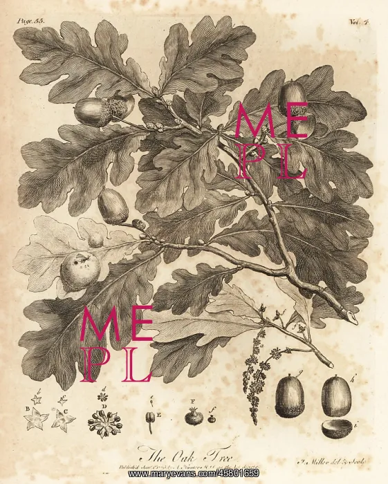 : Oak tree with acorns, leaves and branch, Quercus robur : Oak tree with acorns, leaves and branch, Quercus robur