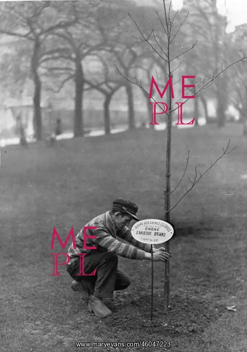 : An oak tree is beeing planted : An oak tree is beeing planted