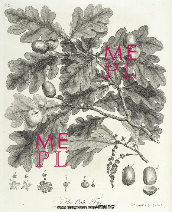 : Oak tree: branch and constituent parts : Oak tree: branch and constituent parts