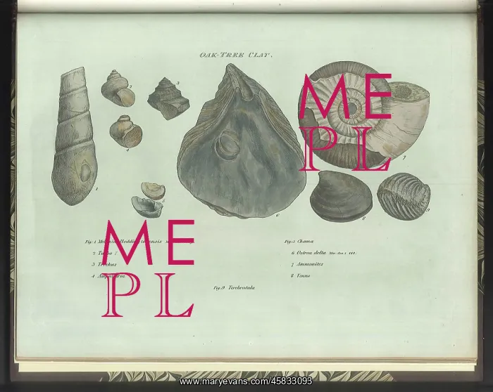 : Oak Tree Clay fossils : Oak Tree Clay fossils