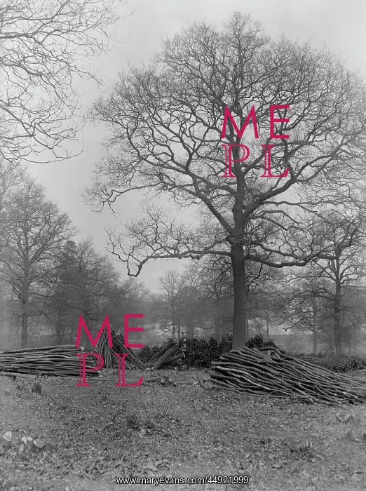 : Oak Tree in Coppice Woods, Abbey Wood : Oak Tree in Coppice Woods, Abbey Wood