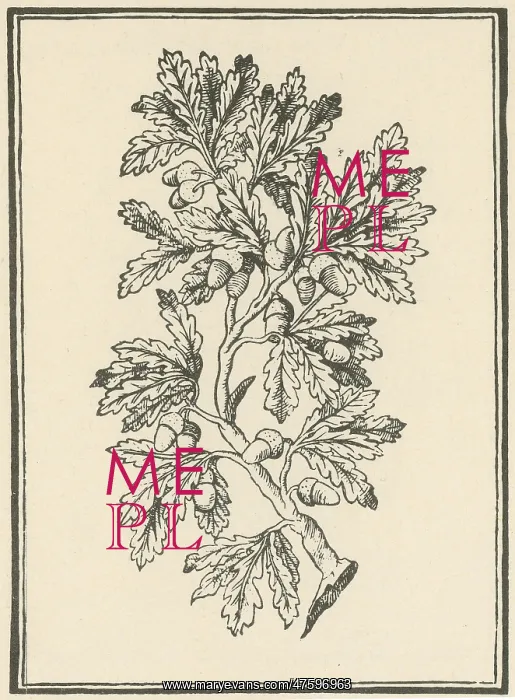 : Oak Tree, Mattioli's Discorsi, 1544 : Oak Tree, Mattioli's Discorsi, 1544