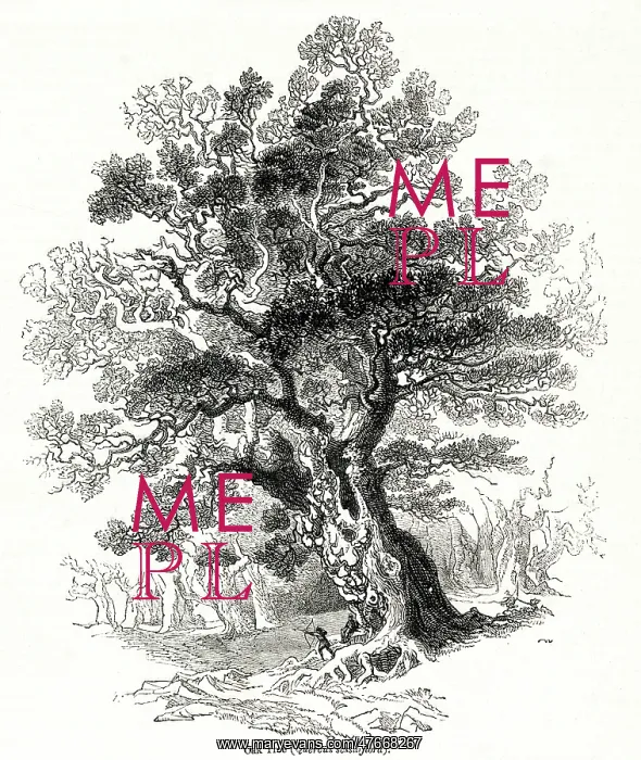  : Oak tree (Quercus sessiliflora)