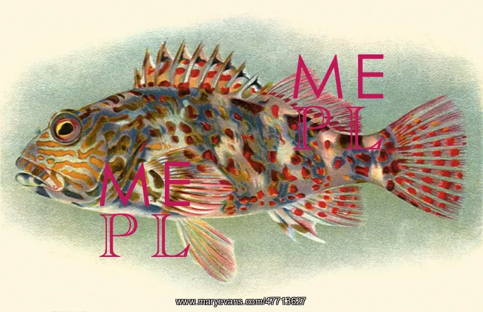  : Oapukai