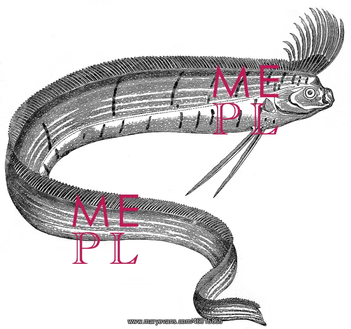 : Oarfish at the Cosmorama, London, 1849 : Oarfish at the Cosmorama, London, 1849