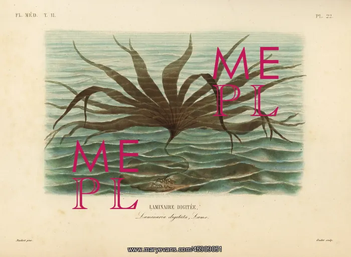 : Oarweed, Laminaria digitata : Oarweed, Laminaria digitata