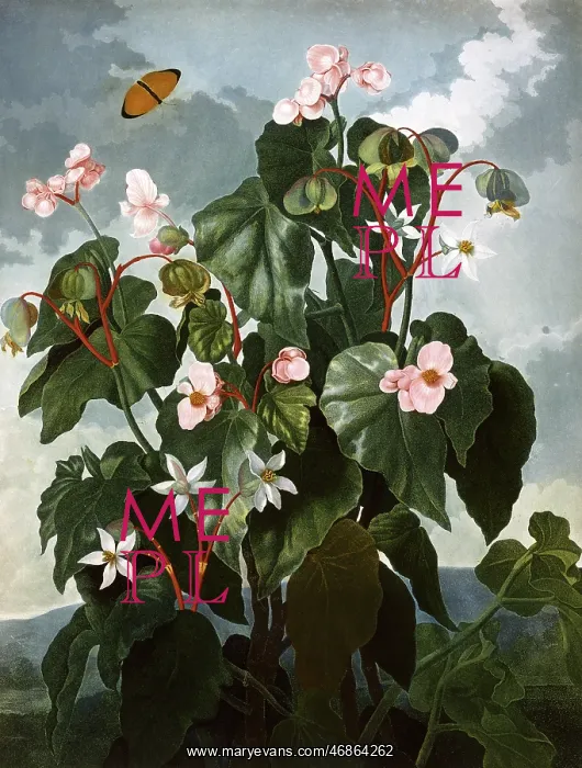 : The oblique-leaved Begonia : The oblique-leaved Begonia