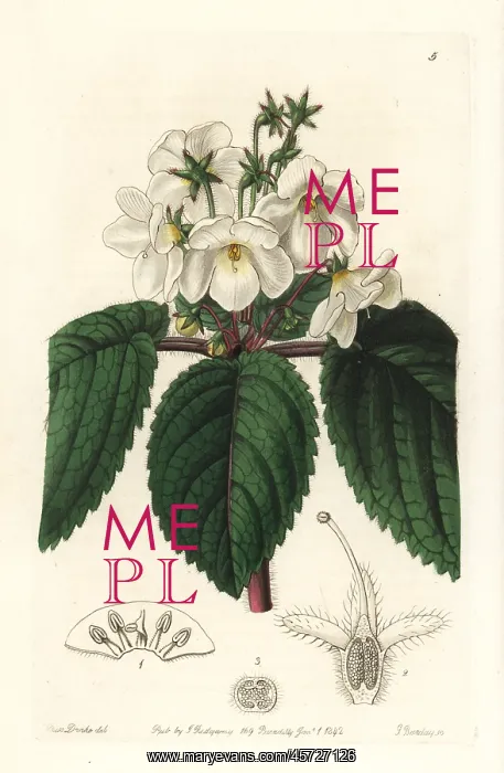 : Oblong snow-wort, Niphaea oblonga : Oblong snow-wort, Niphaea oblonga
