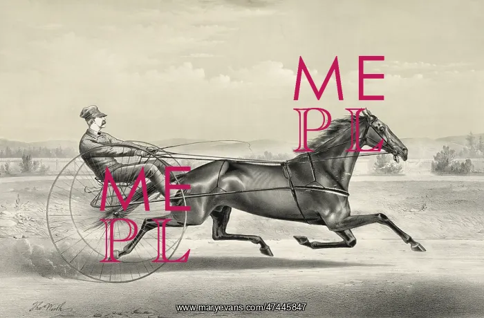 : Occident: (formerly Wonder) brown gelding, by pacing stalli : Occident: (formerly Wonder) brown gelding, by pacing stalli