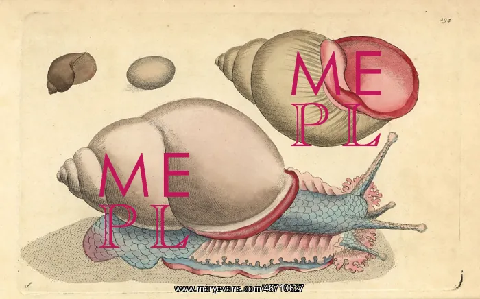 : Occidental bulla shell, Bulla occidua : Occidental bulla shell, Bulla occidua