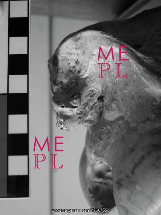: Occipital bone of horse skull : Occipital bone of horse skull