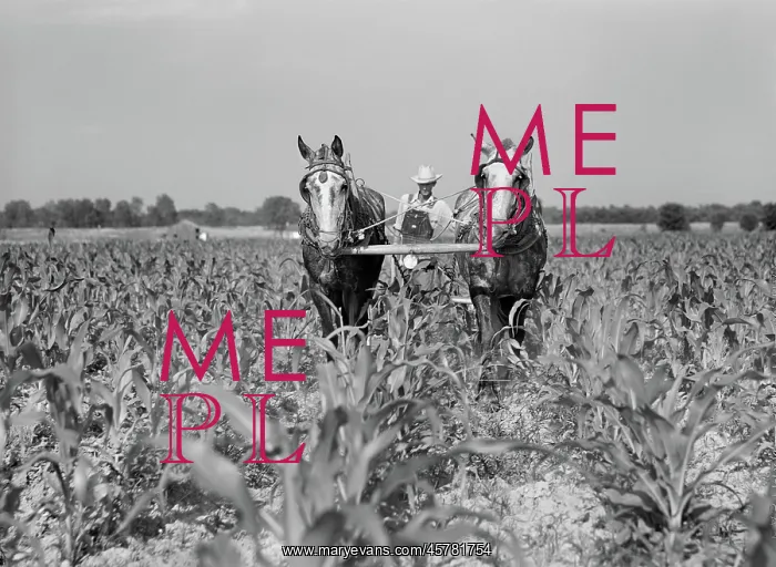 : Occupations - Farmer - Agriculture - Man : Occupations - Farmer - Agriculture - Man