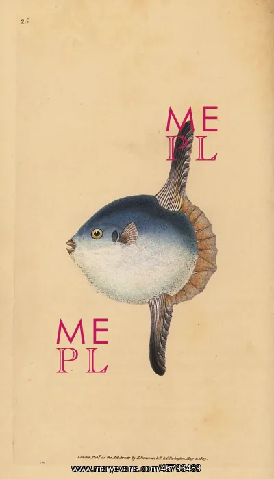 : Ocean sunfish, Mola mola. Vulnerable : Ocean sunfish, Mola mola. Vulnerable