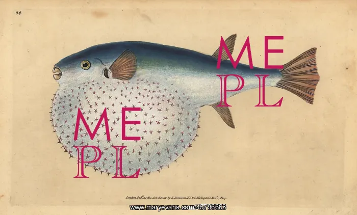 : Oceanic puffer, Lagocephalus lagocephalus : Oceanic puffer, Lagocephalus lagocephalus