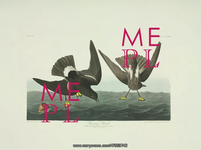 : Oceanites oceanicus, Wilson's storm petrel : Oceanites oceanicus, Wilson's storm petrel