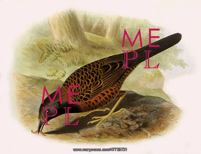  : Ocellated Antbird, Phaenostictus mcleannani