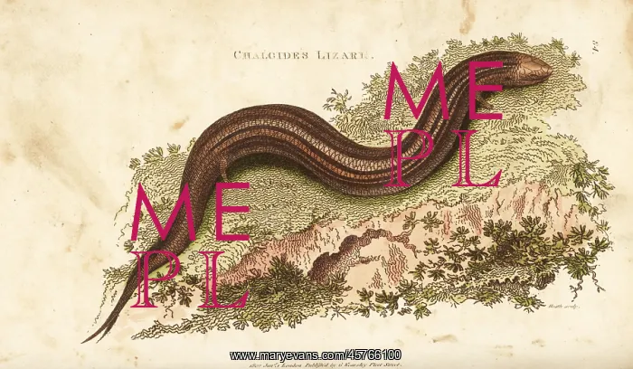 : Ocellated or bronze skink, Chalcides ocellatus : Ocellated or bronze skink, Chalcides ocellatus