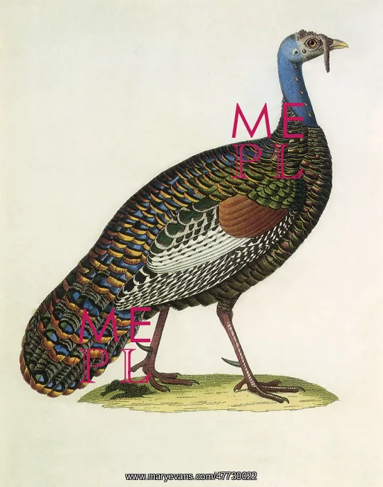 : Ocellated Turkey, Agriocharis ocellata : Ocellated Turkey, Agriocharis ocellata