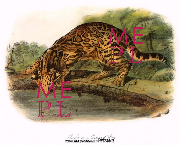  : Ocelot