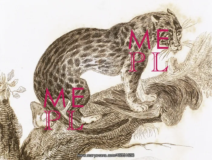 : Ocelot. Live in South America. Engraving 1841 : Ocelot. Live in South America. Engraving 1841