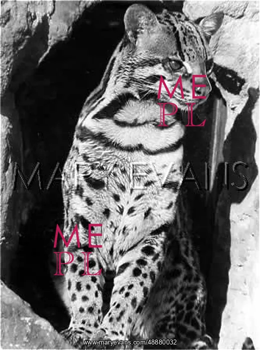 : OCELOT. An ocelot, one of the most famous wild cats of South America : OCELOT. An ocelot, one of the most famous wild cats of South America