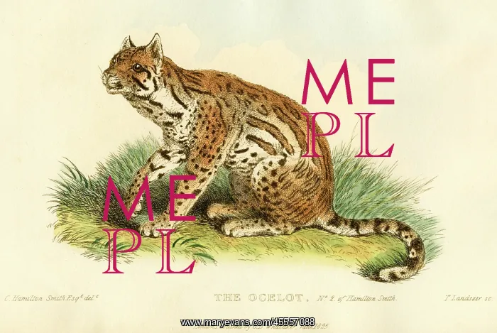  : Ocelot - Animal - Wildlife - Nature