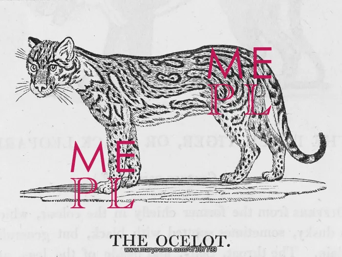 : OCELOT (BEWICK) : OCELOT (BEWICK)