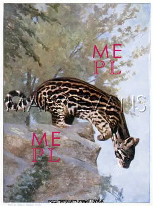 : OCELOT, CENTRAL AMERICA : OCELOT, CENTRAL AMERICA