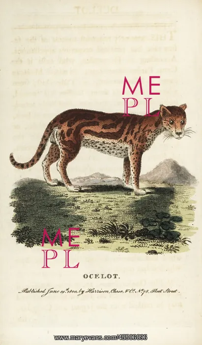 : Ocelot or dwarf leopard, Leopardus pardalis : Ocelot or dwarf leopard, Leopardus pardalis