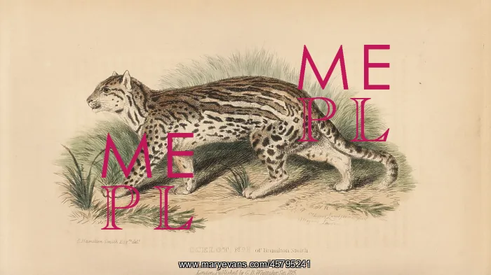 : Ocelot, Leopardus pardalis : Ocelot, Leopardus pardalis