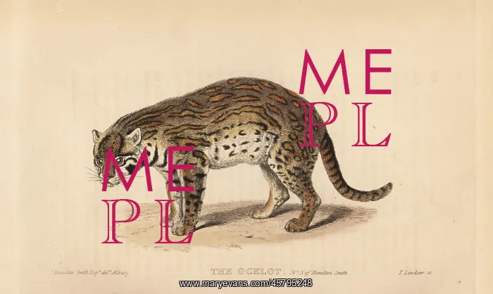 : Ocelot, Leopardus pardalis : Ocelot, Leopardus pardalis
