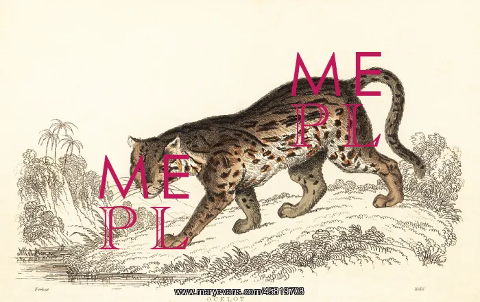 : Ocelot, Leopardus pardalis : Ocelot, Leopardus pardalis