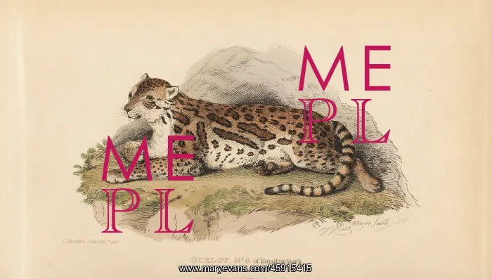 : Ocelot, Leopardus pardalis : Ocelot, Leopardus pardalis