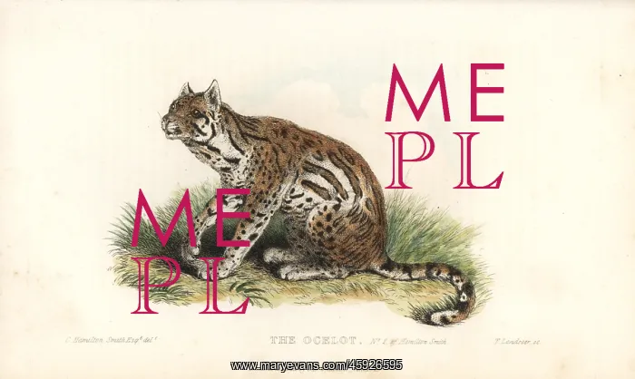 : Ocelot, Leopardus pardalis : Ocelot, Leopardus pardalis