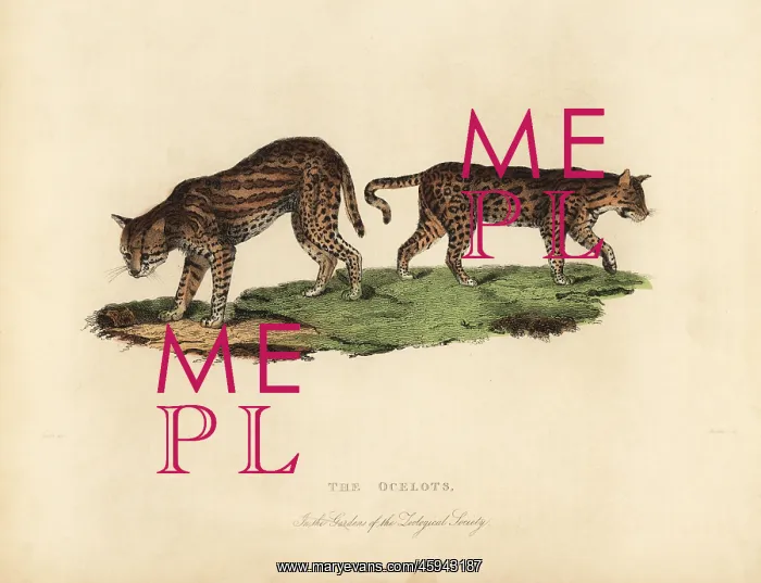 : Ocelot, Leopardus pardalis : Ocelot, Leopardus pardalis