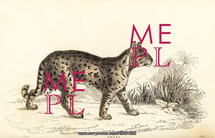 : Ocelot, Leopardus pardalis mitis : Ocelot, Leopardus pardalis mitis