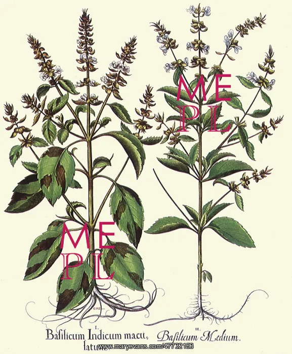 : Ocimum basilicum : Ocimum basilicum