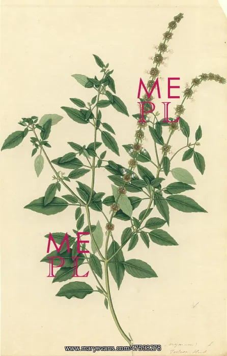 : Ocimum sanctum, holy basil : Ocimum sanctum, holy basil