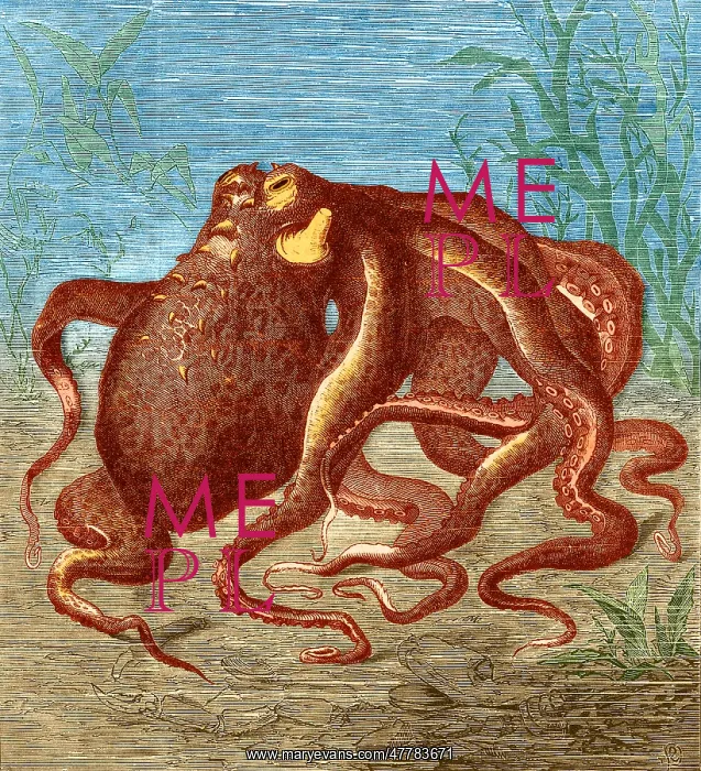 : Octopus, 1873 : Octopus, 1873