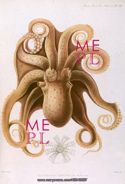  : OCTOPUS / 1885