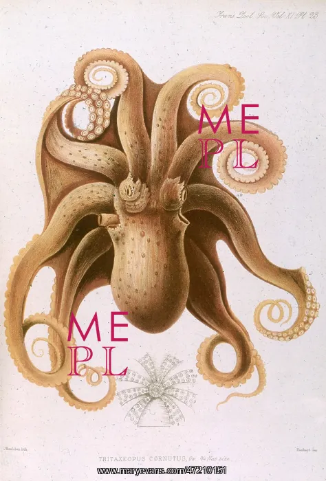 : OCTOPUS / 1885