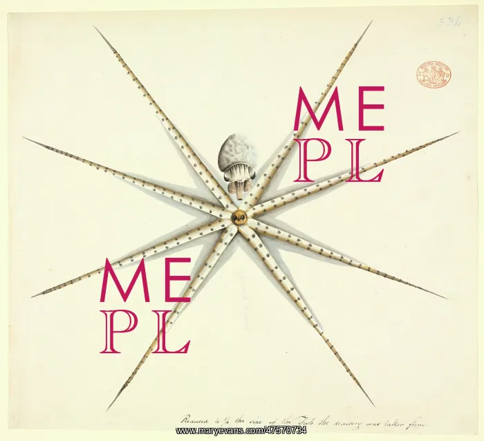 : Octopus. Watercolour 400 by the Port Jackson Painter, from the Watling Collection : Octopus. Watercolour 400 by the Port Jackson Painter, from the Watling Collection