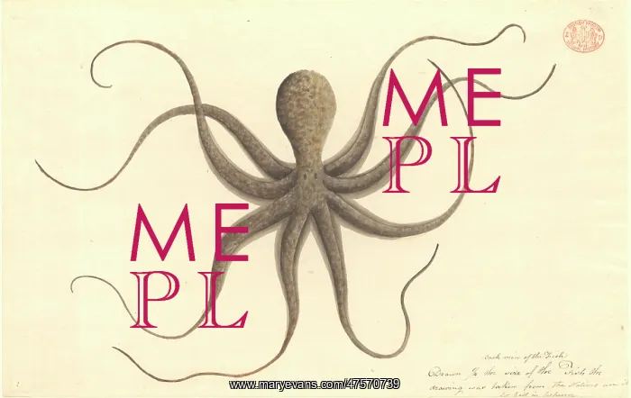 : Octopus. Watercolour 401 by the Port Jackson Painter, from the Watling Collection : Octopus. Watercolour 401 by the Port Jackson Painter, from the Watling Collection