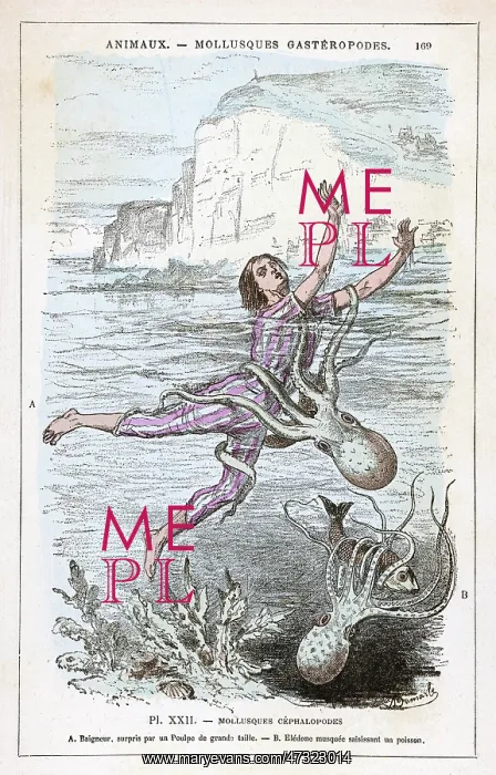 : OCTOPUS ATTACKS BATHER : OCTOPUS ATTACKS BATHER