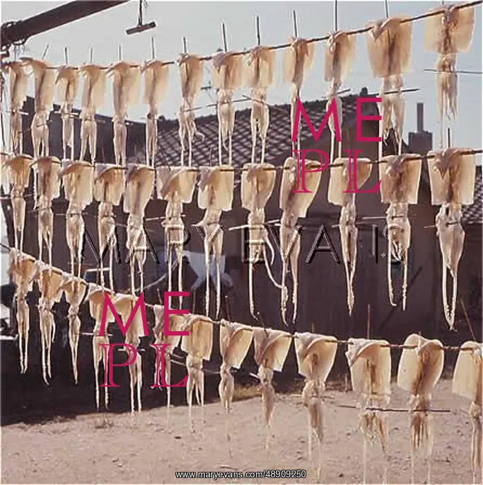 : OCTOPUS DRYING IN SUN : OCTOPUS DRYING IN SUN