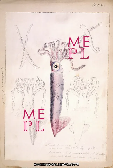 : Octopus illustration : Octopus illustration